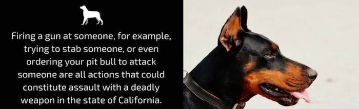 Firing a gun at someone, for example, trying to stab someone, or even ordering your pit bull to attack someone are all actions that could constitute assault with a deadly weapon in the state of California.